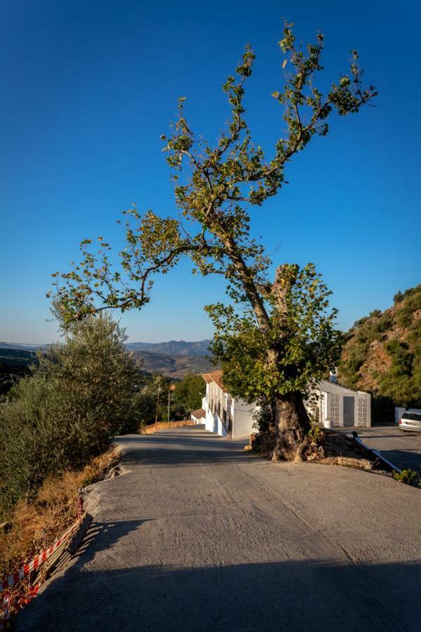 B&B Villa Deseada Periana Eksteriør billede